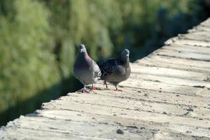 Two pigeons on wood dock