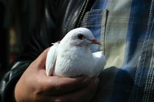Pigeon being held in man's hand