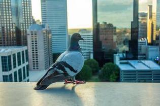 Pigeon overlooking Phoenix downtown buildings