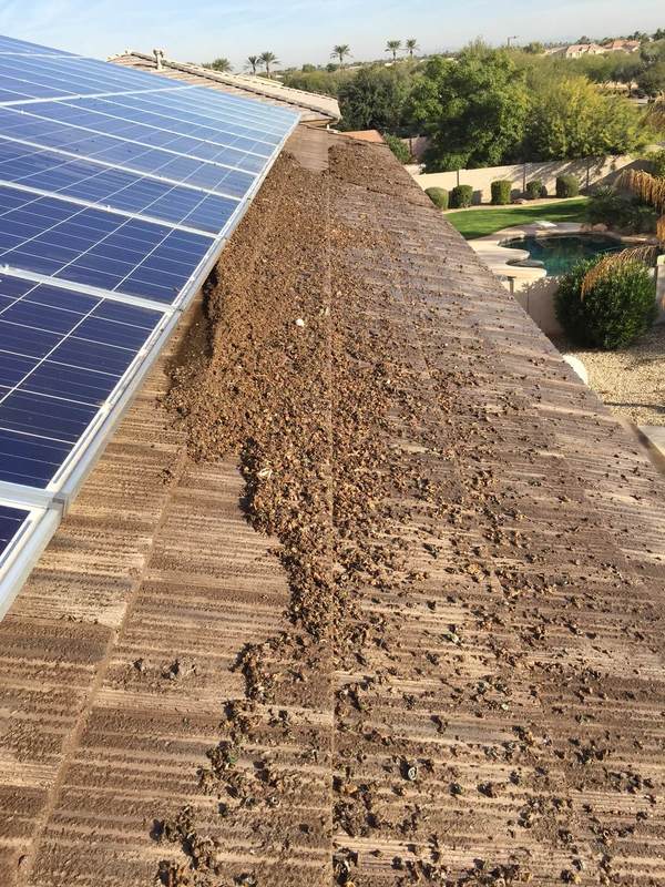 Pigeon feces around solar panels on home in Phoenix