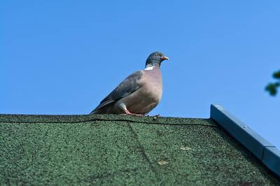 Pigeon on top of shingle roof